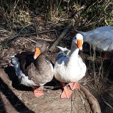 בית נופש Daidala Life גוג'ק