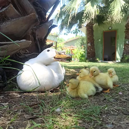 Casa de Férias Daidala Life Göcek