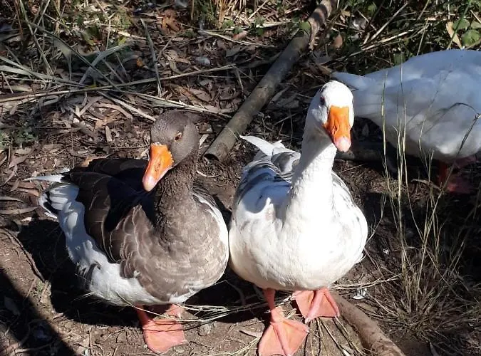 Casa de Férias Daidala Life Göcek