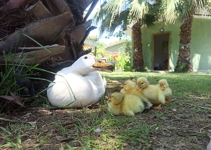 Casa de Férias Daidala Life Göcek